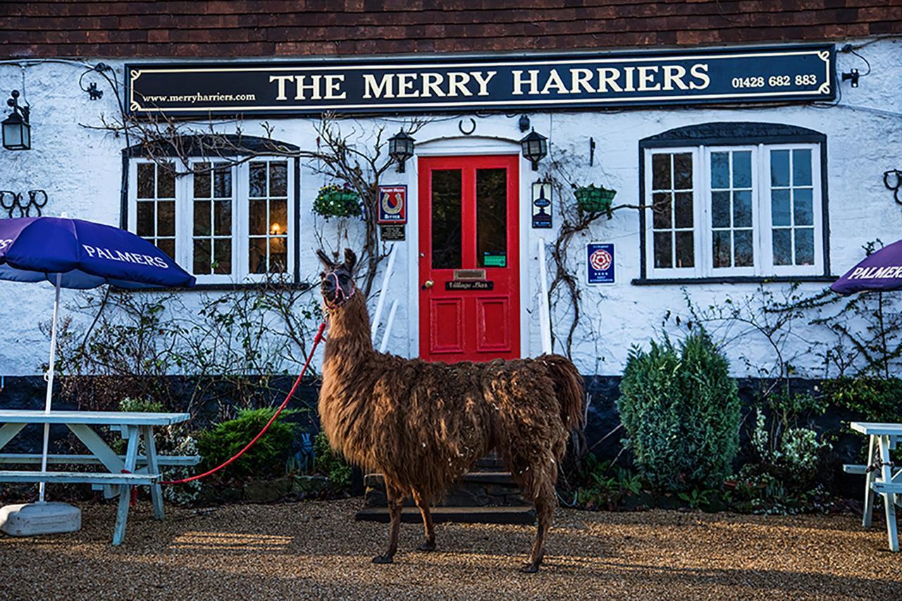 The Merry Harriers Panzió Godalming Kültér fotó